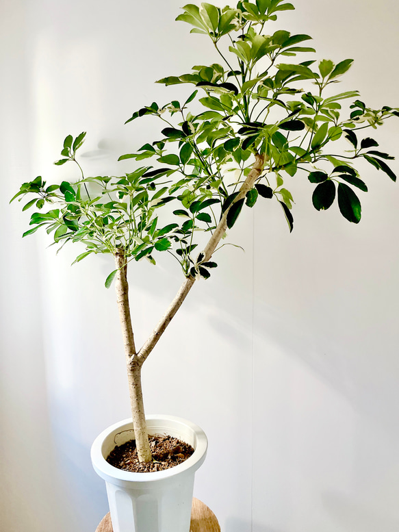 観葉植物　カポック白斑 1/9撮影 極希少 白斑 ホンコンカポック 観葉植物 室内 大型 その他