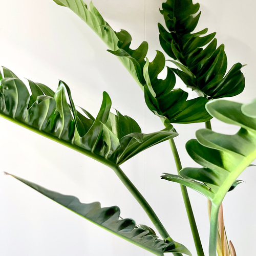 1/4撮影 希少 フィロデンドロン シャーク 観葉植物 室内 大型