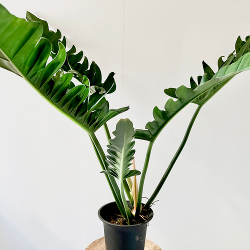 1/4撮影 希少 フィロデンドロン シャーク 観葉植物 室内 大型 その他