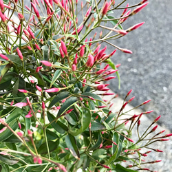 花芽いっぱい  ハゴロモジャスミン  行燈仕立て♡ 6枚目の画像