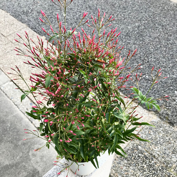 花芽いっぱい  ハゴロモジャスミン  行燈仕立て♡ 3枚目の画像