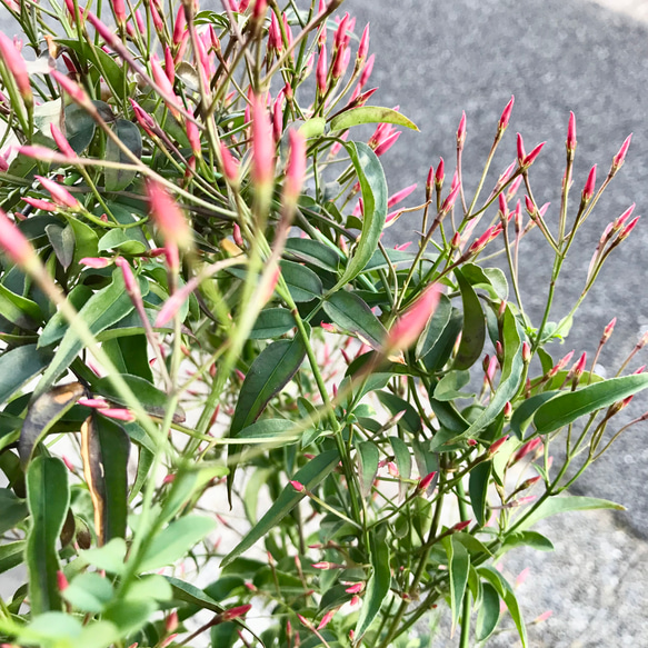 花芽いっぱい  ハゴロモジャスミン  行燈仕立て♡ 9枚目の画像