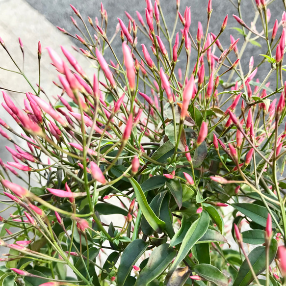 花芽いっぱい  ハゴロモジャスミン  行燈仕立て♡ 8枚目の画像