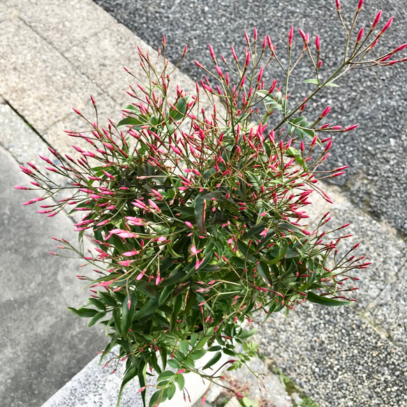 花芽いっぱい  ハゴロモジャスミン  行燈仕立て♡ 4枚目の画像