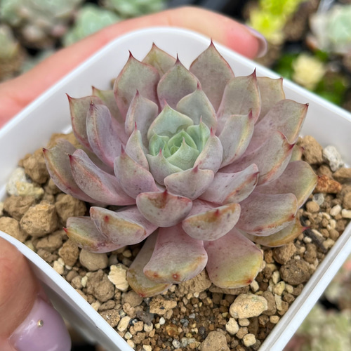 SOLD スタージェイ 厳選韓国苗 ネームタグ付き 多肉植物 〜Green