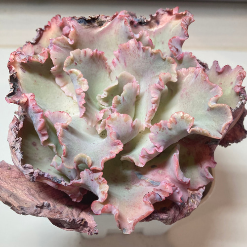 韓国苗 多肉植物 クレオパトラ 【公式通販】