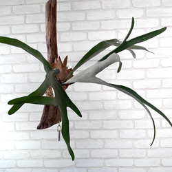 ビカクシダ　コウモリラン　ベイチー（ビーチー）　流木付け　観葉植物　ハンギンググリーン VRM229 5枚目の画像