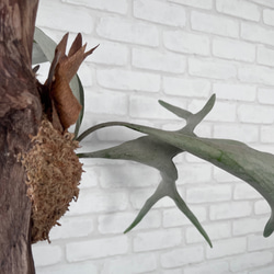 ビカクシダ　コウモリラン　ベイチー（ビーチー）　流木付け　観葉植物　ハンギンググリーン VRM229 6枚目の画像