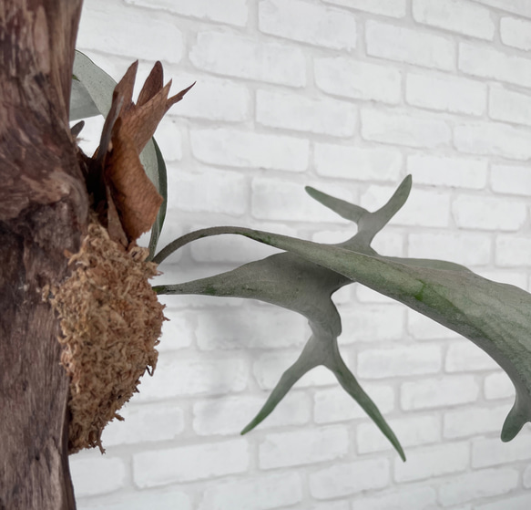 ビカクシダ　コウモリラン　ベイチー（ビーチー）　流木付け　観葉植物　ハンギンググリーン VRM229 6枚目の画像