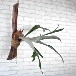 ビカクシダ　コウモリラン　ベイチー（ビーチー）　流木付け　観葉植物　ハンギンググリーン VRM229 2枚目の画像