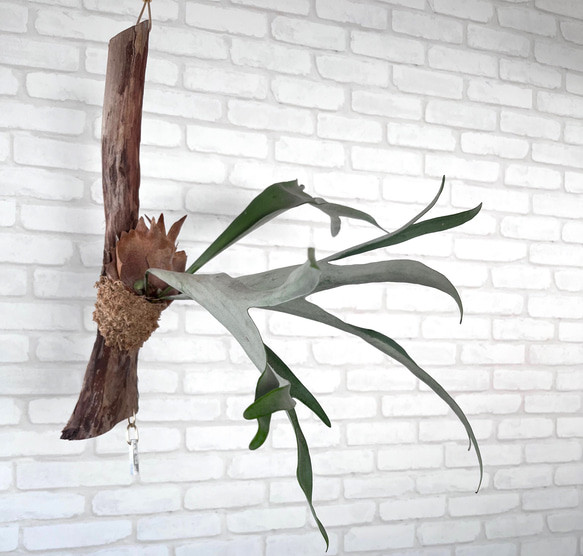 ビカクシダ　コウモリラン　ベイチー（ビーチー）　流木付け　観葉植物　ハンギンググリーン VRM229 2枚目の画像