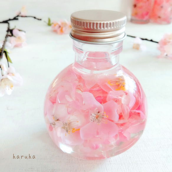 桜のハーバリウム　春色　春ディスプレイ　サクラ　桜色 1枚目の画像