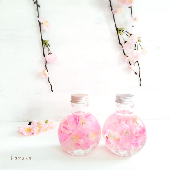 桜のハーバリウム　春色　春ディスプレイ　サクラ　桜色 6枚目の画像