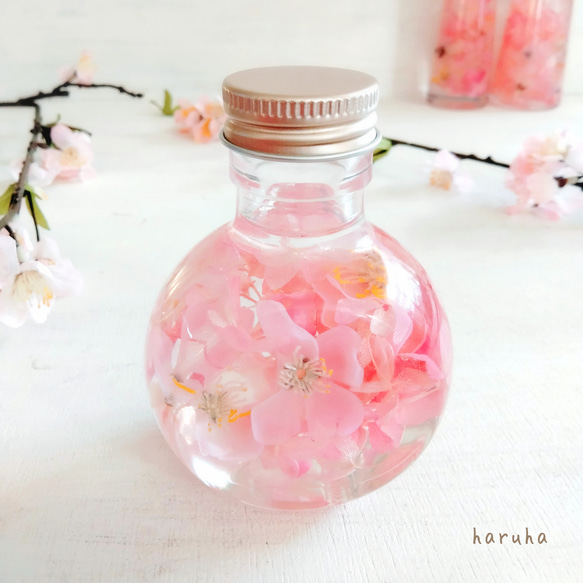 桜のハーバリウム　春色　春ディスプレイ　サクラ　桜色 2枚目の画像