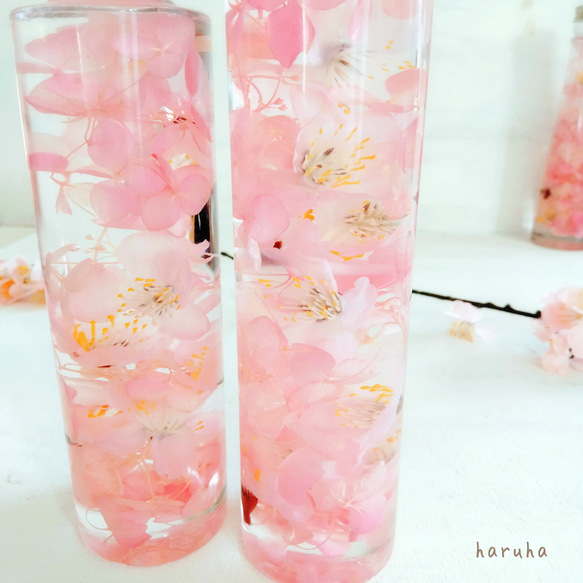 桜のハーバリウム2本セット　春色　春ディスプレイ　サクラ　桜色 2枚目の画像