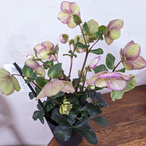 溢れるつぼみ！人気のピコティ⭐クリスマスローズ、大苗、開花株 大苗 氷の薔薇 ピコティ クリスマスローズ 最高級品 その他インテリア