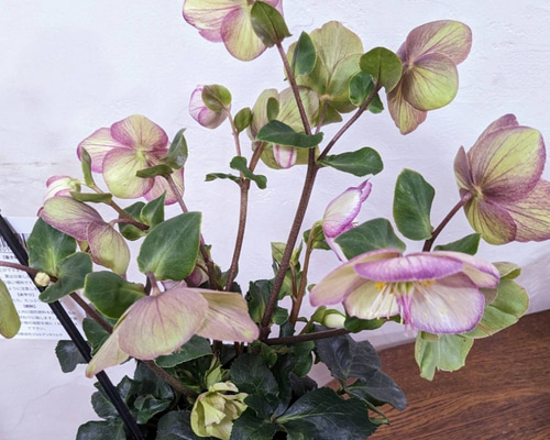 大苗 氷の薔薇 ピコティ クリスマスローズ 最高級品 その他インテリア
