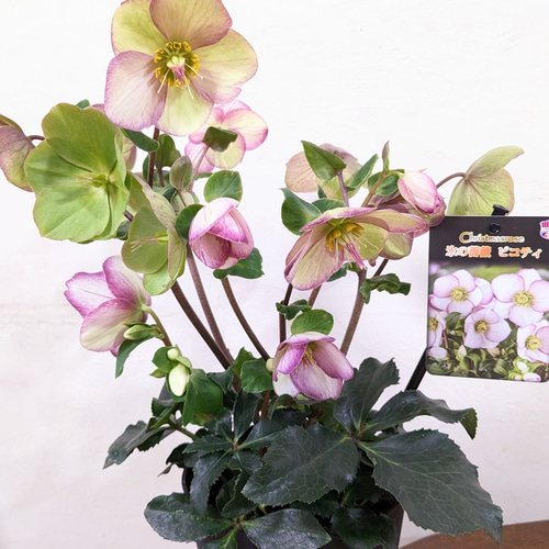 大苗 氷の薔薇 ピコティ クリスマスローズ 最高級品 その他インテリア