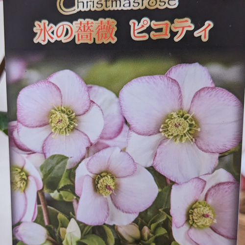 大苗 氷の薔薇 ピコティ クリスマスローズ 最高級品 その他インテリア