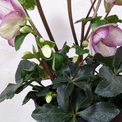 大苗 氷の薔薇 ピコティ クリスマスローズ 最高級品 その他インテリア