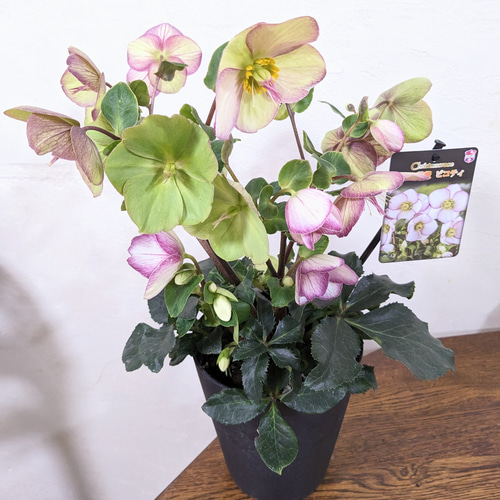 大苗 氷の薔薇 ピコティ クリスマスローズ 最高級品 その他インテリア