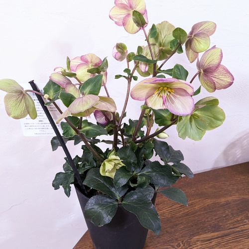 大苗 氷の薔薇 ピコティ クリスマスローズ 最高級品 その他インテリア