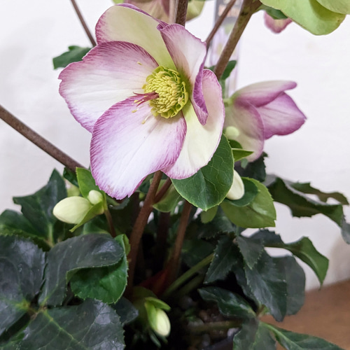 大苗 氷の薔薇 ピコティ クリスマスローズ 最高級品 その他インテリア