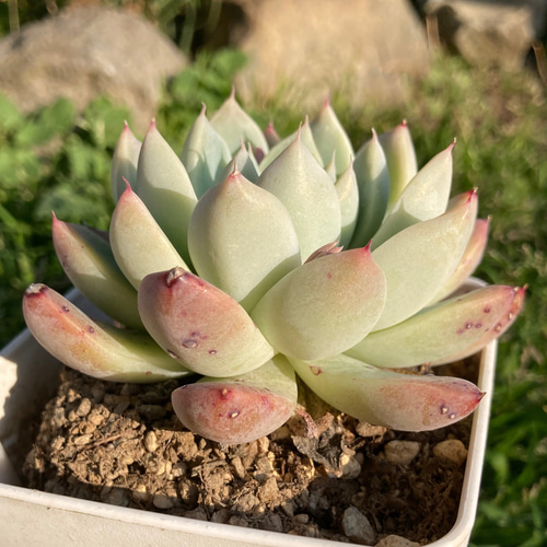 モダンジョン 多肉 掘上げ苗 抜き苗 韓国苗 多肉植物 galleryk's植物