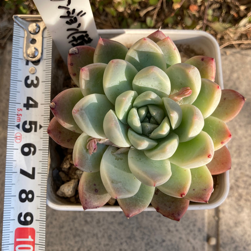 No.508 ❁モダンジェオン❁ 抜き苗 多肉植物 寄せ植え No.508 ❁モダンジェオン❁ 抜き苗 多肉植物 寄せ植え