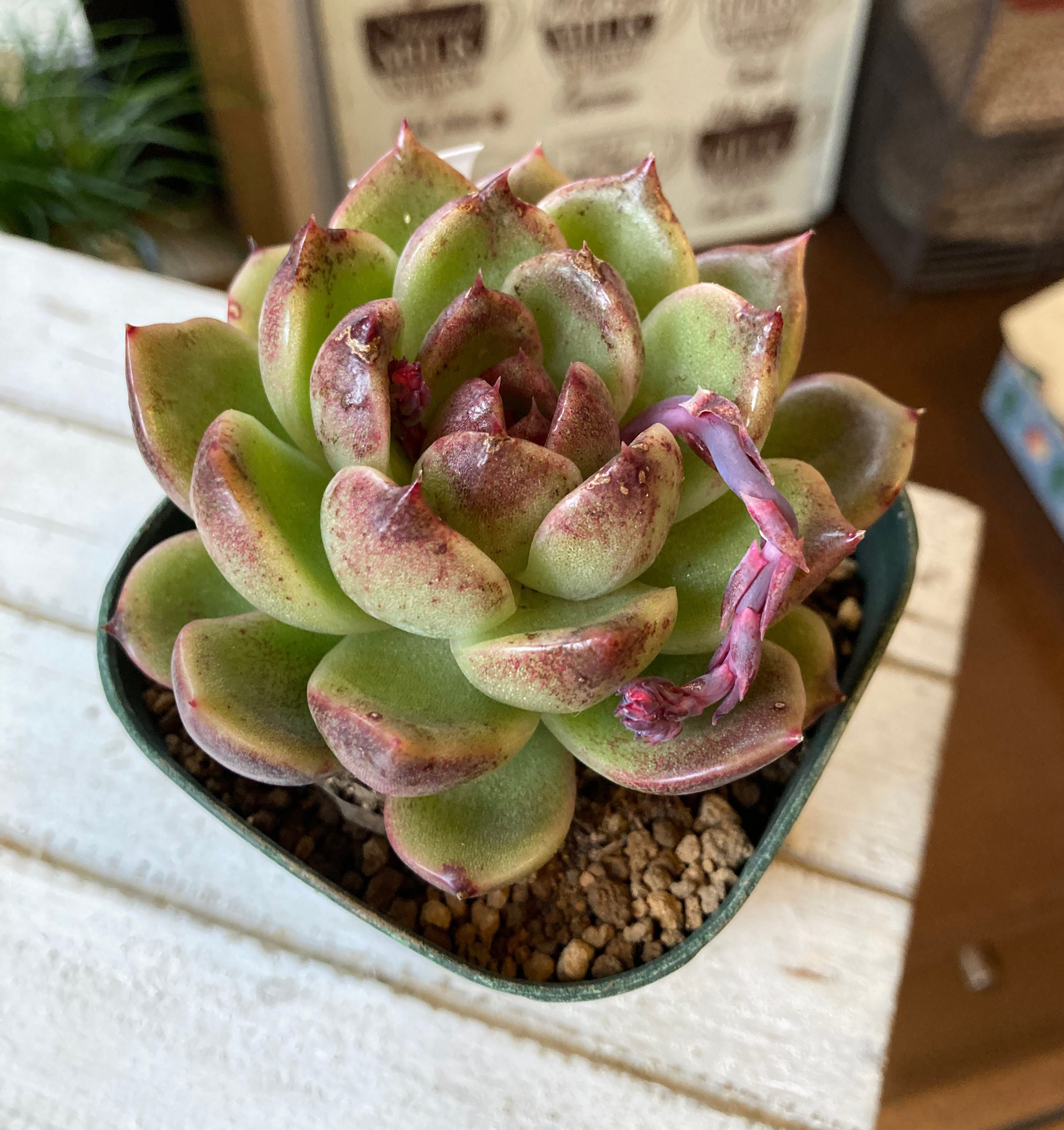 多肉植物　韓国苗　札落ち　発根済み 2026年最新】札落ち韓国苗の人気アイテム - メルカリ