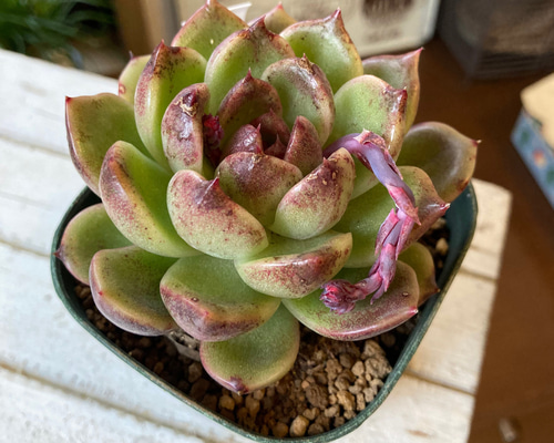 多肉植物　ピクシープラム　韓国苗 多肉植物 ブラックラクーン 韓国苗 - メルカリ