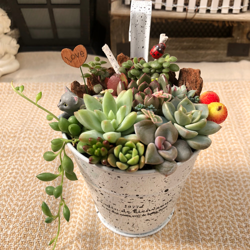 多肉植物 寄せ植え♡このまま飾れます♪全て根付き - beautifulbooze.com