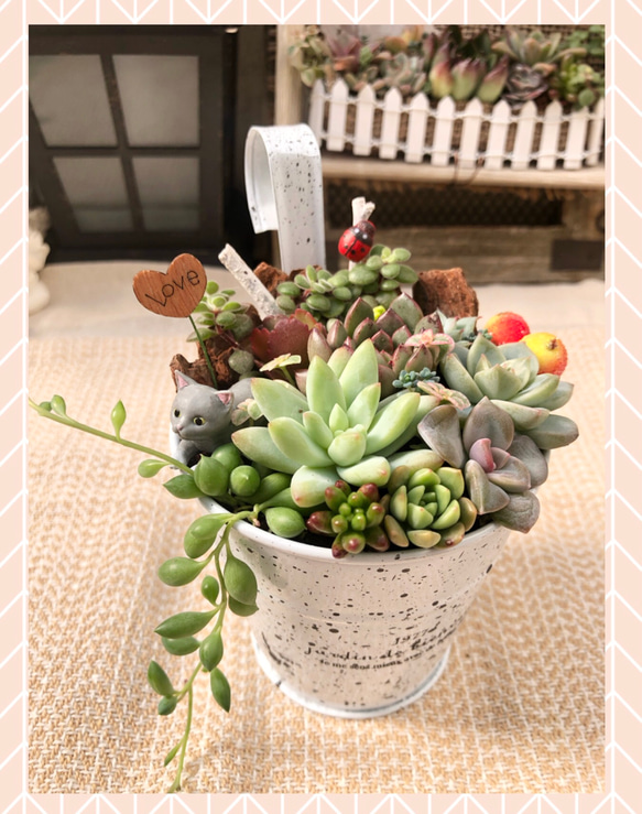 ☆多肉植物 寄せ植え〜木樽 ねこちゃん〜そのまま飾れます