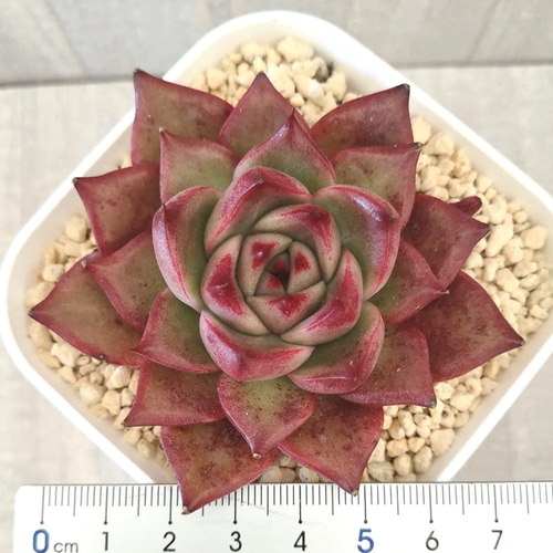 レッドプラム (抜き苗)【エケベリア】多肉植物 多肉植物 エケベリア
