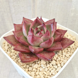 レッドプラム (抜き苗)【エケベリア】多肉植物 多肉植物 エケベリア