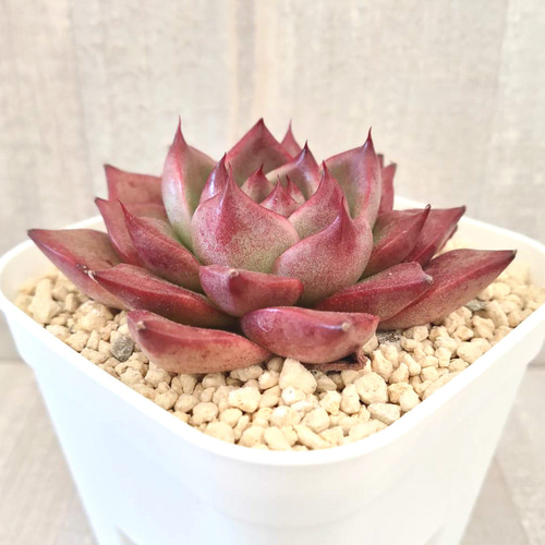 レッドプラム (抜き苗)【エケベリア】多肉植物 多肉植物 エケベリア
