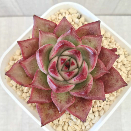 多肉植物　抜き苗　レッドフレーム 多肉植物 セダム レッドベリー 抜き苗 - メルカリ