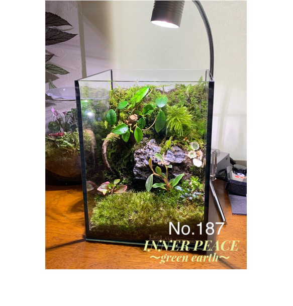 No.277 苔アート 苔テラリウム 完成品 ガジュマル 入り