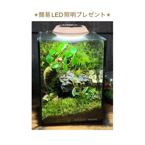 No.277 苔アート 苔テラリウム 完成品 ガジュマル 入り