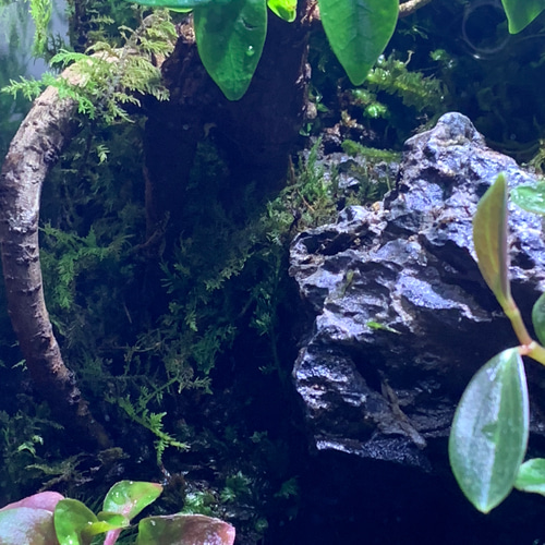 ❣️苔アート❣️翔オーダー❣️ジャングル❣️送料込み、❣️ ❣️苔アート❣️翔様専用オーダー❣️ジャングル❣️送料込み