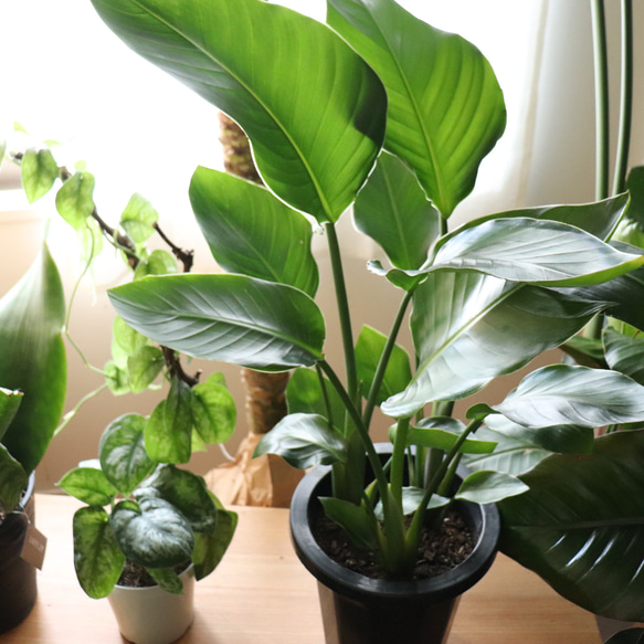 オーガスタ♡大きな観葉植物♡ストレチア♡極楽鳥花 ハーバリウム
