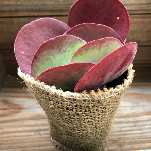 デザートローズ♡真っ赤♡エケベリア♡多肉植物♡ガーデニング