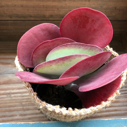 デザートローズ♡真っ赤♡エケベリア♡多肉植物♡ガーデニング