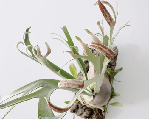 ホワイトホーク 幼苗 群生 ビカクシダ 観葉植物 インテリアグリーン