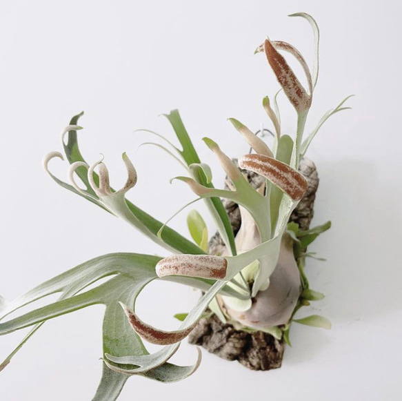 ホワイトホーク　幼苗　ビカクシダ　観葉植物 1枚目の画像
