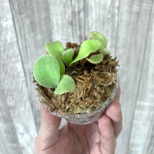 ホワイトホーク 幼苗 群生 ビカクシダ 観葉植物 インテリアグリーン
