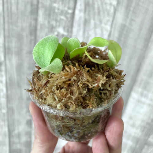 ホワイトホーク 幼苗 群生 ビカクシダ 観葉植物 インテリアグリーン