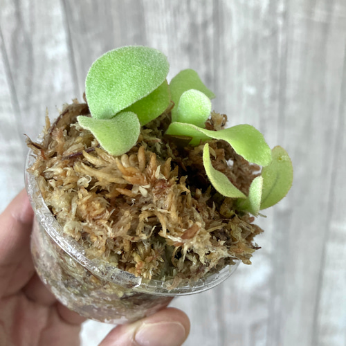 ホワイトホーク 幼苗 群生 ビカクシダ 観葉植物 インテリアグリーン