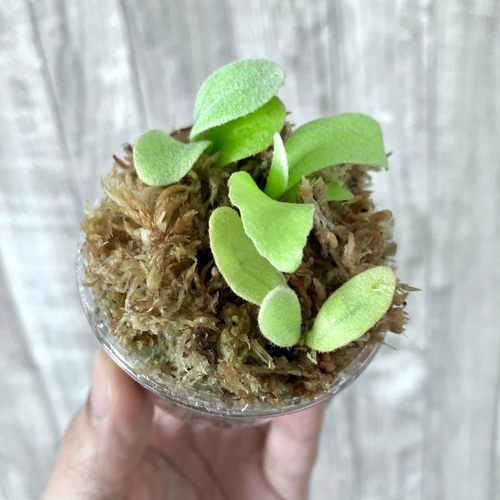 ホワイトホーク 幼苗 群生 ビカクシダ 観葉植物 インテリアグリーン