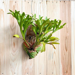リドレイ　幼苗　ビカクシダ　観葉植物 1枚目の画像